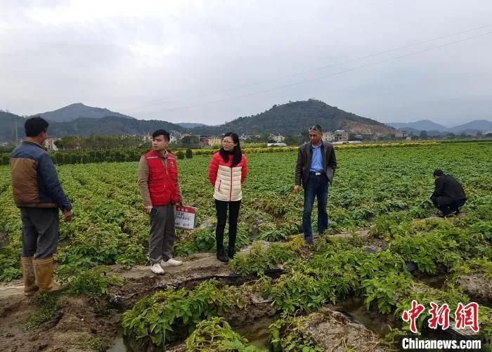 漳州积极创新推进马铃薯种植保险，保险业务人员到田间与种植户对接。　漳州银保监分局供图