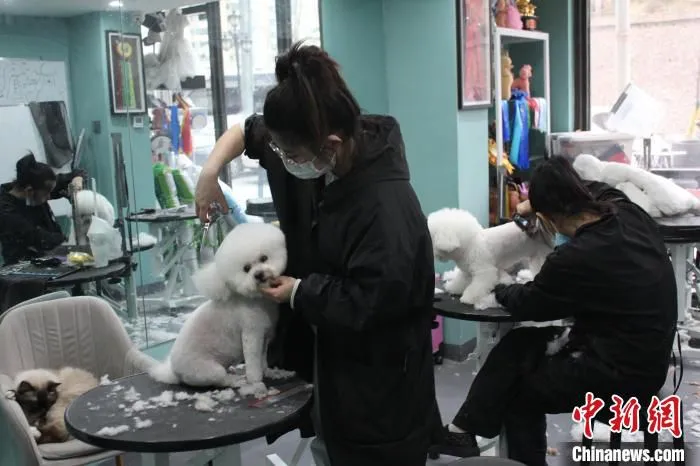 图为宠物美容师正在为宠物狗做修剪。　徐雪 摄