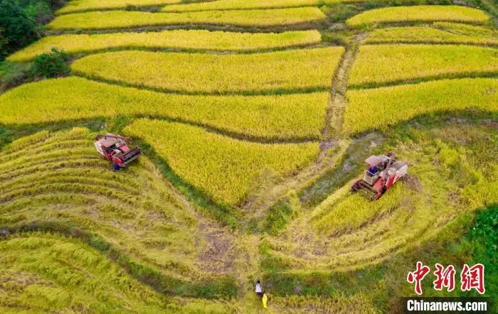 图为江西省新余市70万亩晚稻在机械化作业的帮助下陆续收割。　赵春亮 摄