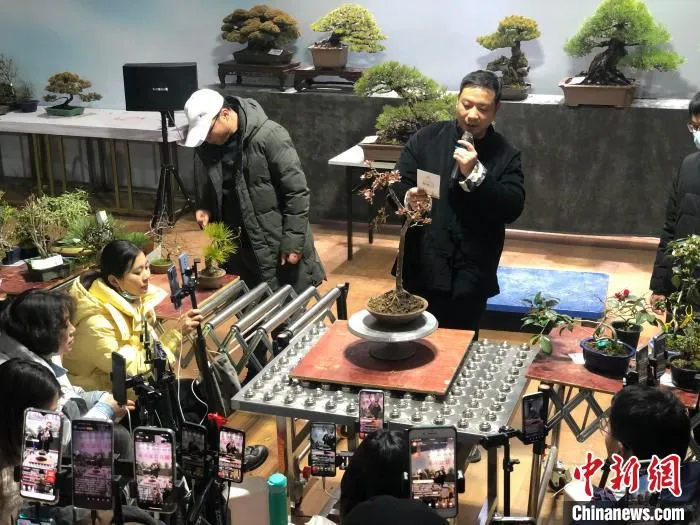 主持人卖力介绍盆景。　刘林 摄