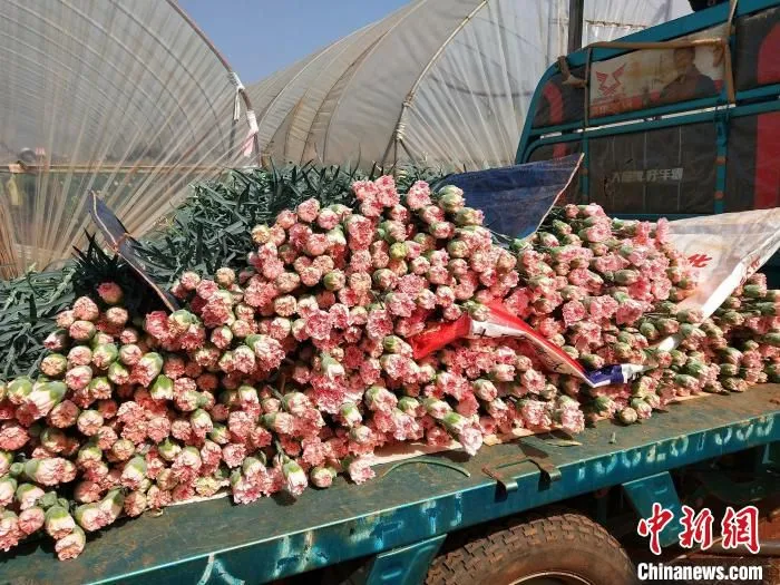 图为即将打包发货的鲜切花。　开远市融媒体中心供图