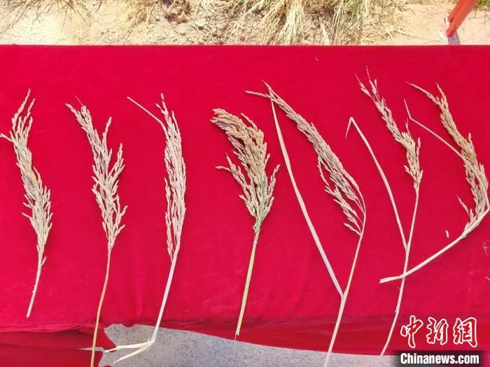 “超优千号”(居中者)与其他品种稻穗对比。　记者王晓斌 摄
