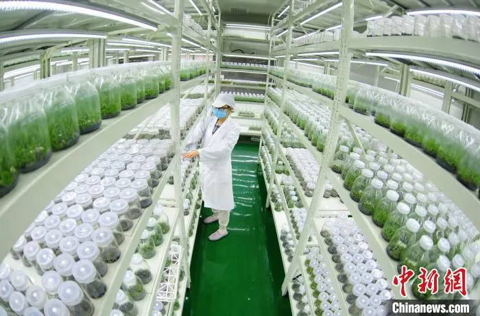资料图：贵州一中药企业工人在培养室检查中药苗。　芦晓娟 摄