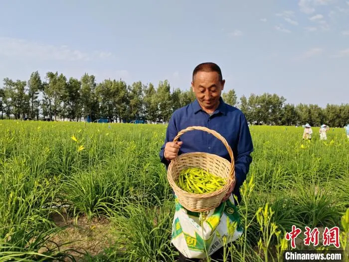 村民展示采摘好的黄花。　高雨晴 摄