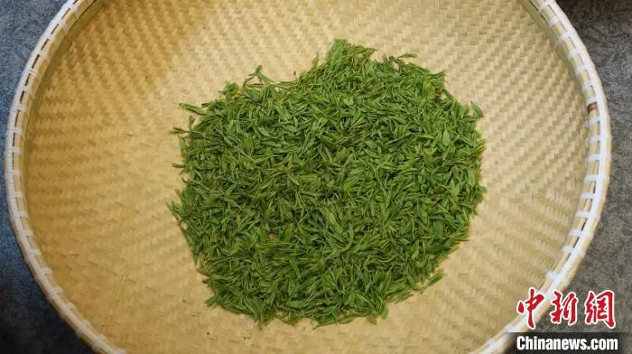 龙井茶。　董易鑫 摄