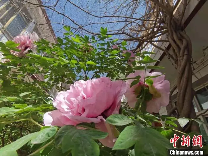 图为临洮县洮阳镇曹家坪的曹佰平家院落的观赏牡丹。　张婧 摄