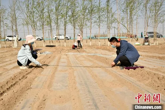 测量行间距。　李芸 摄