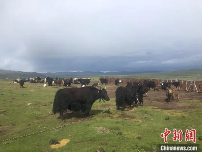 色尼区嘎尔德畜牧业示范基地上的牦牛。 中新网 左宇坤 摄