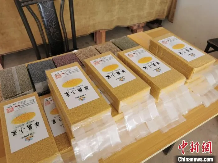 “小米粒”撬动大市场，山西武乡小米产业乡村振兴“挑大梁”。　高瑞峰 摄