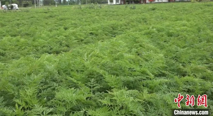 田里茁壮成长的川芎。　何浠 摄