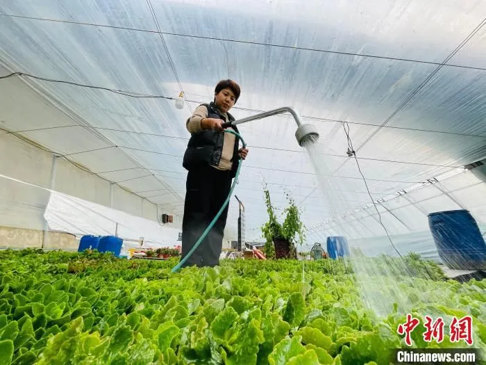 图为在合作社温室花棚内，花农正在对花苗进行浇水管护。　郑晨子 摄