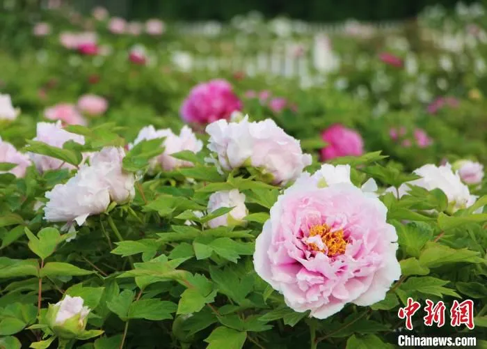菏泽牡丹以花大色艳、富贵大气、品种繁多的特点闻名中外。　赵晓 摄