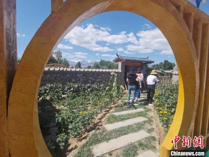 图为甘肃肃州区西洞镇新东村农家小院内，种满农作物与花卉。　闫姣 摄