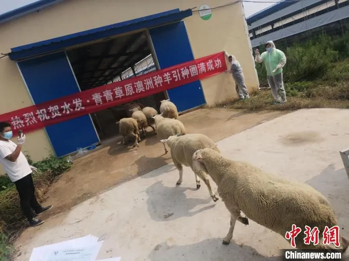 图为引进的澳大利亚种羊。　企业供图