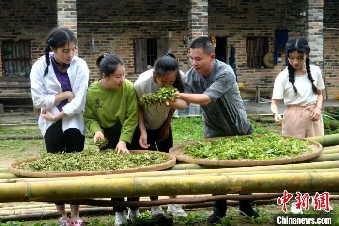 小茶叶形成产业带 中共封开县委宣传部供图