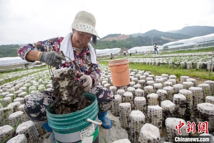 杨巧兰正在采摘木耳。　张云 摄
