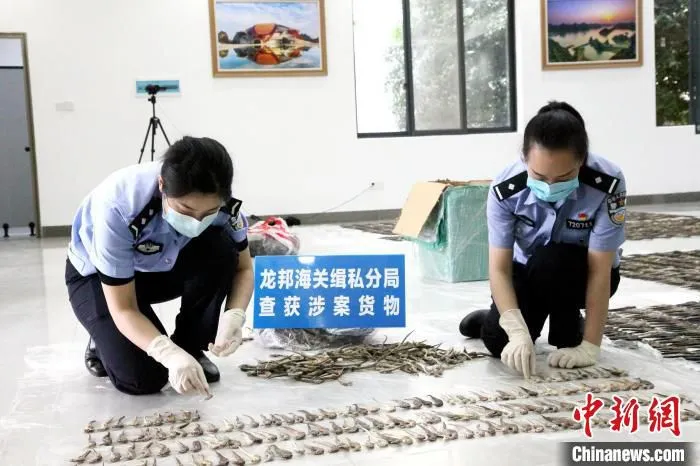 图为清点海马干。　马健超 摄
