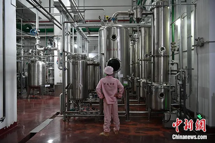 图为6月29日，普洱市一家生物医药企业的生产车间。 中新社记者 刘冉阳 摄