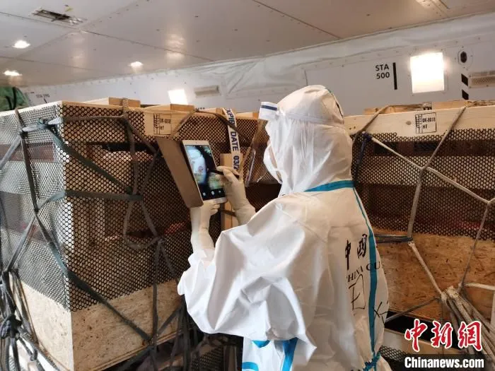 1123头丹麦种猪搭乘包机抵蓉。　成都海关供图