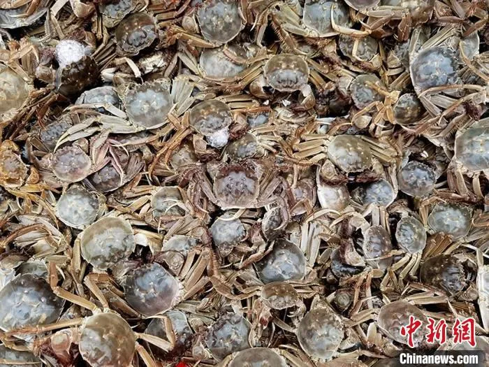 镇赉县嫩江大闸蟹。　潘晟昱 摄