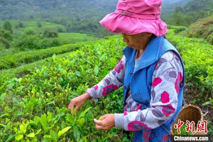 5月18日，墨脱县门巴族民众卫疆在茶园采茶。　江飞波 摄