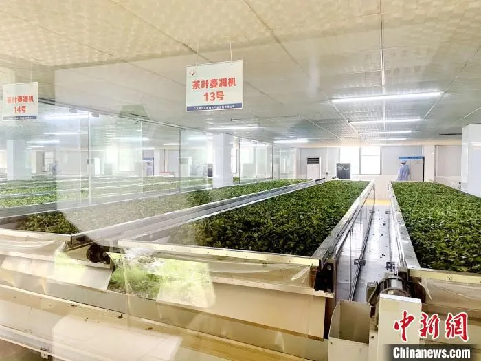 在华南地区首条自动化、标准化、智能化红茶加工生产线上，被采摘后的英德红茶正在进入萎凋环节。　许青青 摄