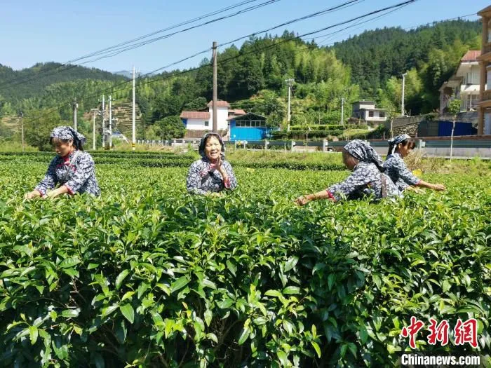 茶园里，勤劳的茶农摘下鲜嫩的茶叶。　付敬懿 摄
