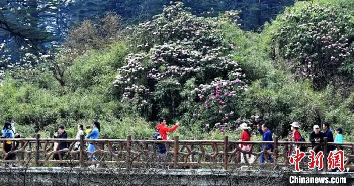 瓦屋山盛开的高山野杜鹃吸引游客前往观赏。　刘忠俊 摄