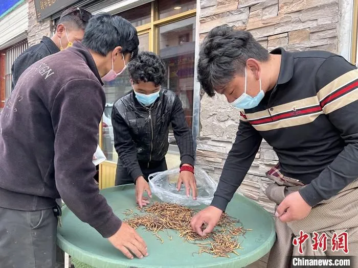 图为玉树市虫草交易市场内正在进行虫草交易。 中新社记者 李江宁 摄