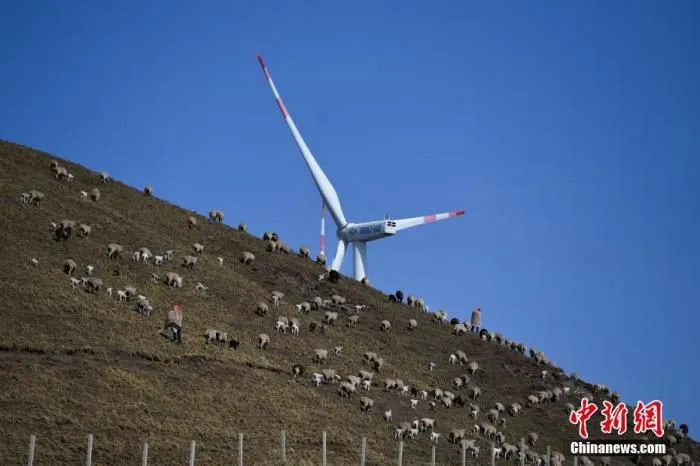 羊群经过风能发电设备。云南省会泽县大海乡位于滇东北乌蒙山主峰。在大海草山牧区，每天一万多只绵羊漫无边际的散放在近20万亩的草场上。中新社记者 康平 摄