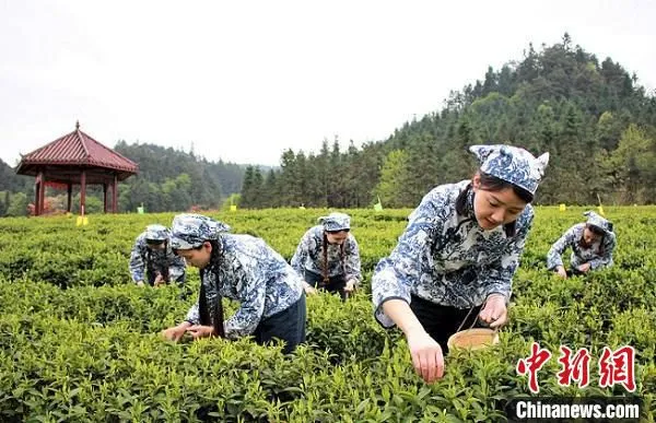 资料图：安化黑茶开园时，游客采摘茶叶。　付敬懿 摄