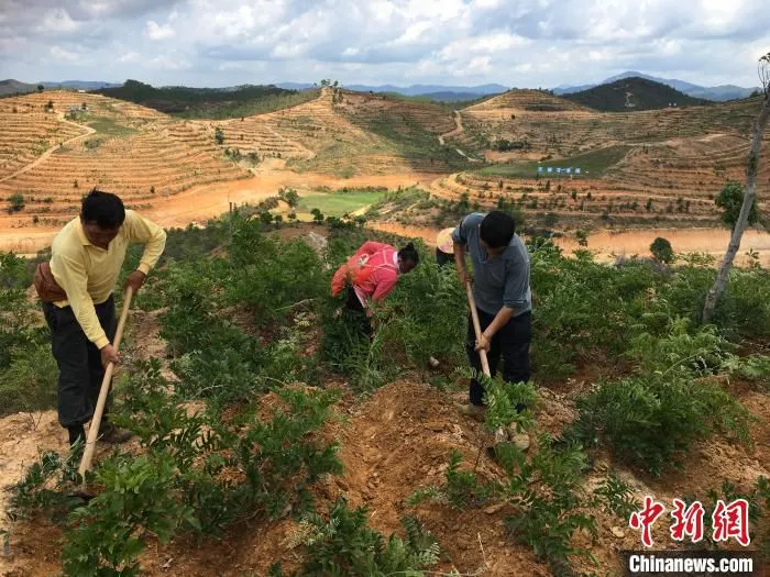图为紫金县九合镇金光村的村民在南药种植基地劳动。　宋秀杰摄 摄