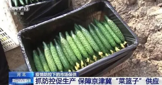 河北多地抓防控促生产 保障京津冀“菜篮子”供应