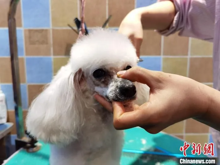 图为“美容”中的宠物狗。　徐雪 摄