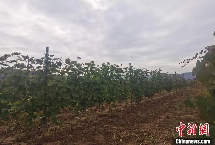 从山下前往酒庄酿酒基地沿途记者看到，道路一侧，一株株葡萄藤上挂满了葡萄。　高雨晴 摄