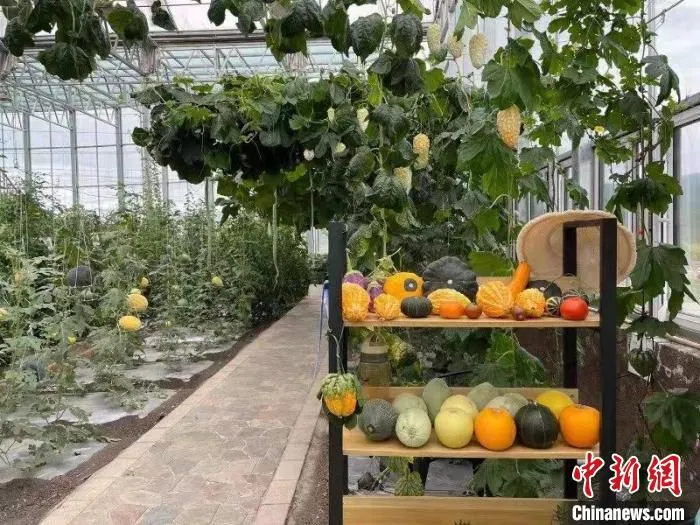 图为室韦农牧场的生态温室。　室韦农牧场供图
