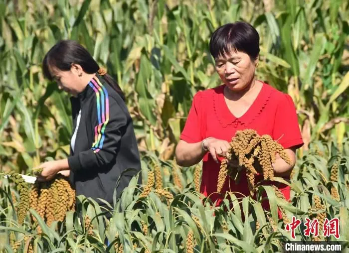 图为河北省邯郸市永年区永合会镇张边村村民正在收割谷子。　胡高雷 摄