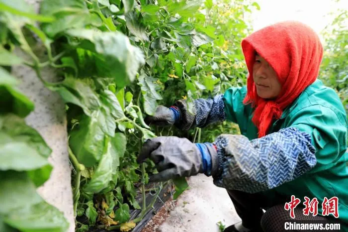 金融机构帮助菜农发展蔬菜产业。　王殿昌 摄
