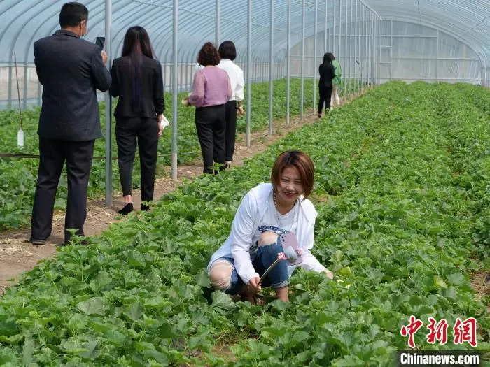 图为在瓜棚里忙碌的“乡村大使”。　胡建华 摄