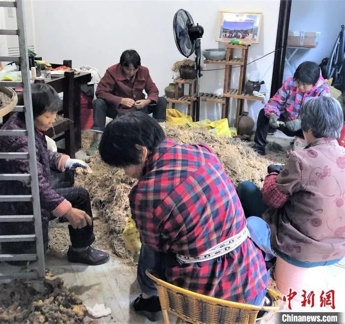 图为工人处理黄精根须。　郑爱兰 供图