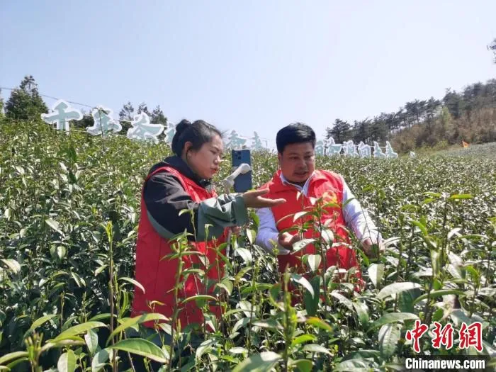 红色村播茶园直播 余丹华 摄