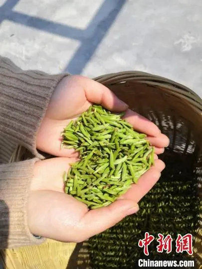 “莲城雾峰”茶 莲都区农业农村局供图
