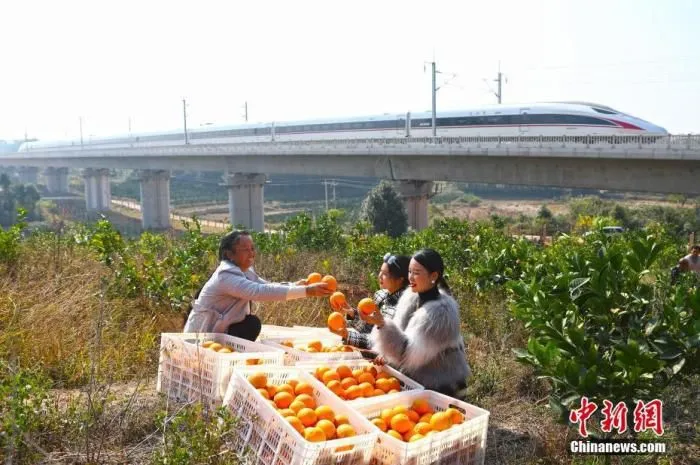 江西赣州市信丰县一处果园，果农正在向游客介绍自家刚采摘的新鲜脐橙，一列赣深高铁动车组从身后飞驰而过。　刘占昆 摄