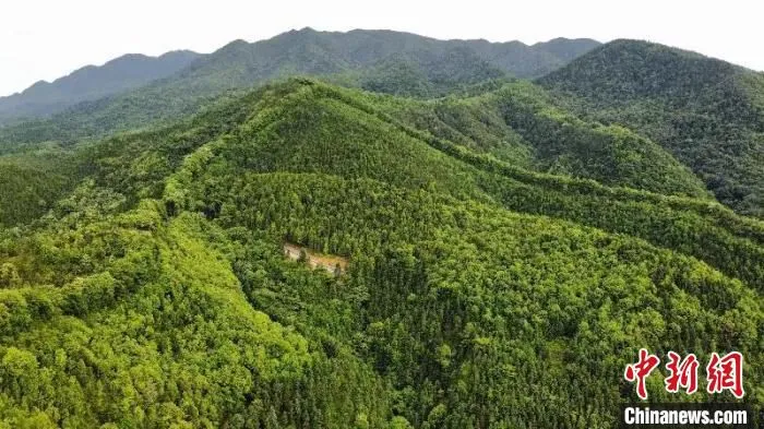 航拍镜头下的广东九连山林场 陈楚红 摄