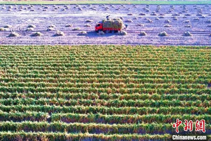 该合作社种植的110亩大葱。　周娇娇 摄