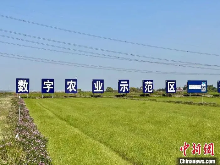 资料图：浙江衢州衢江一处数字农业示范区。　张斌 摄