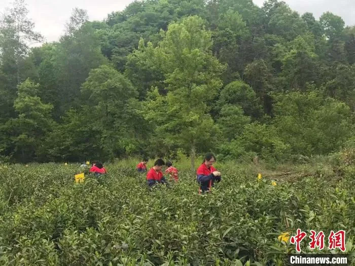 茶园采茶忙 赵强 摄