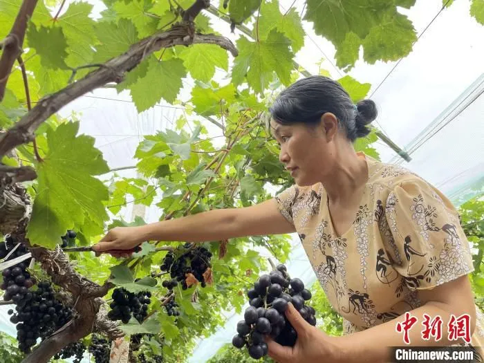 龙纶琼家的葡萄和香瓜迎来“双丰收”。　宋梅 摄