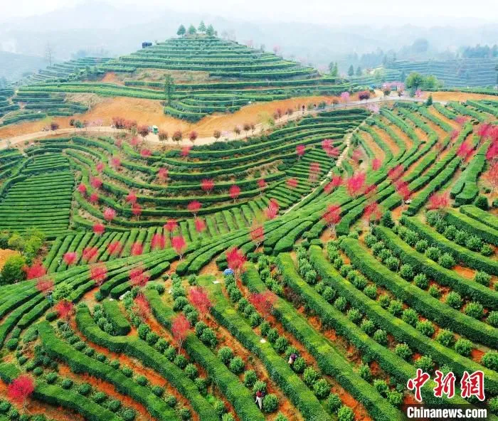 遂昌茶园。　章建辉 摄