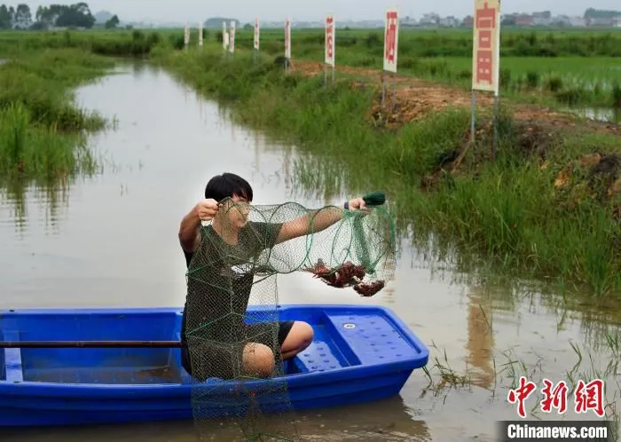 图为工人在港北区大圩镇稻虾综合种养产业基地查看种虾。　港北区委宣传部供图